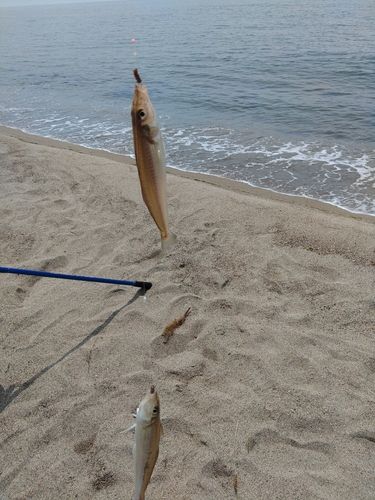 キスの釣果
