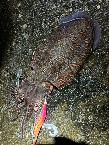 モンゴウイカの釣果