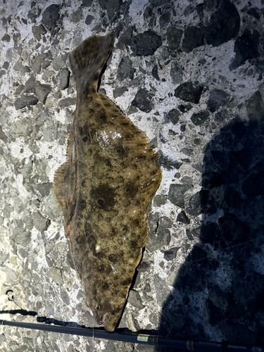 ヒラメの釣果