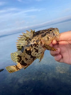 タケノコメバルの釣果