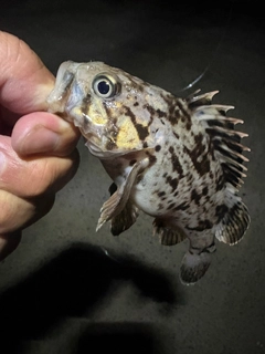 クロソイの釣果