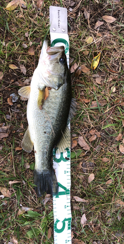 ブラックバスの釣果