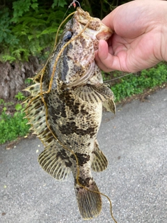 タケノコメバルの釣果