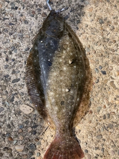 ヒラメの釣果