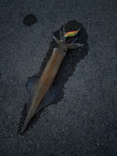 ヤリイカの釣果