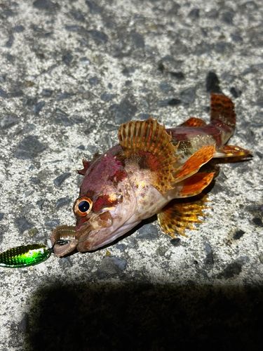 ヨロイメバルの釣果