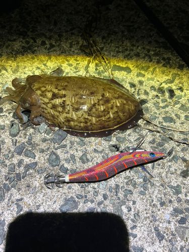 モンゴウイカの釣果