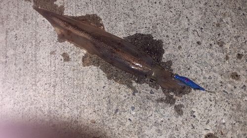 ヤリイカの釣果