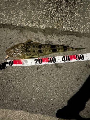 マゴチの釣果