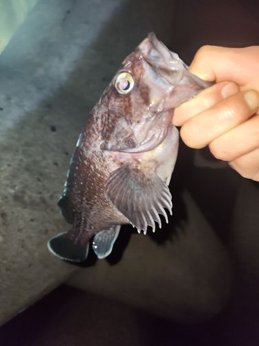 マゾイの釣果