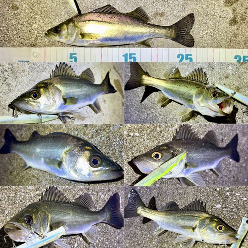セイゴ（マルスズキ）の釣果