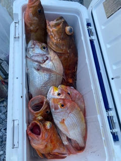 ウッカリカサゴの釣果