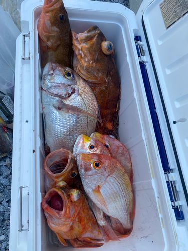 ウッカリカサゴの釣果