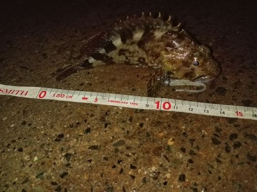 カサゴの釣果