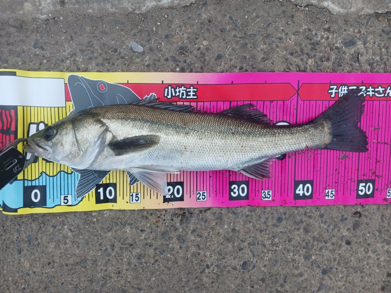 SHIMANO 17エクスセンス ∞ (インフィニティ) S906M/RFの最安値