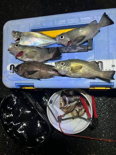 メバルの釣果