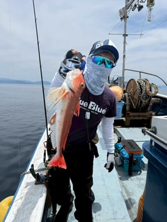 アオハタの釣果