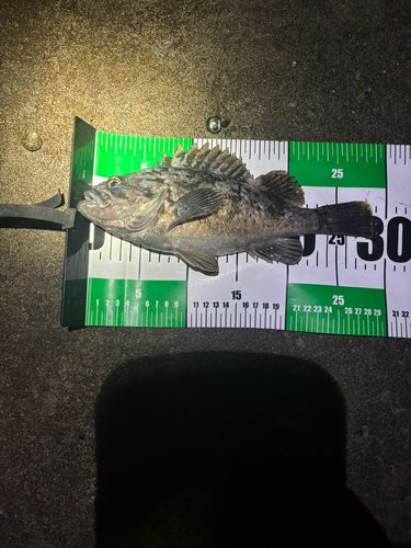 ソイの釣果