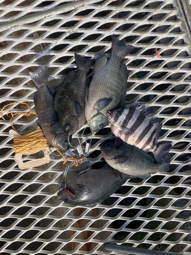 メジナの釣果