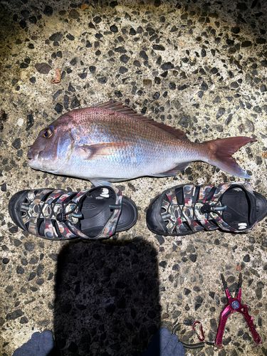 タイの釣果