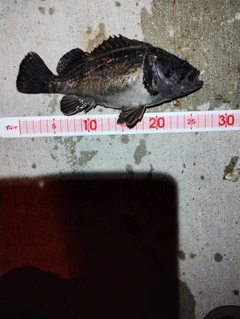 クロソイの釣果