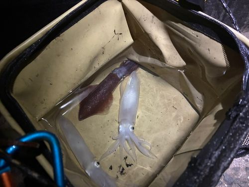 マメイカの釣果