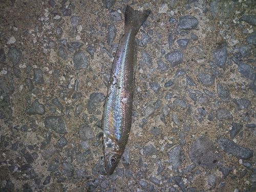 キスの釣果