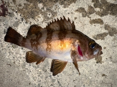 メバルの釣果