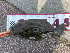 ヒラメの釣果