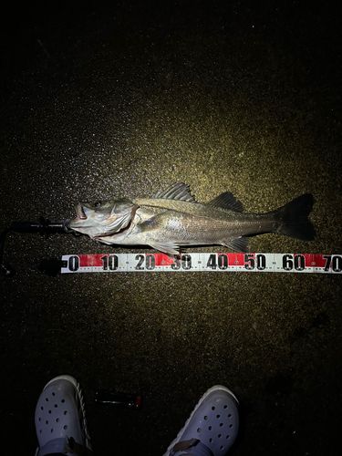 スズキの釣果