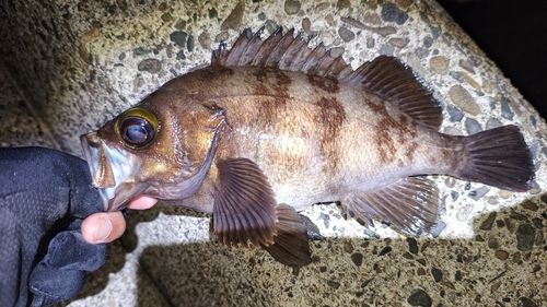 メバルの釣果