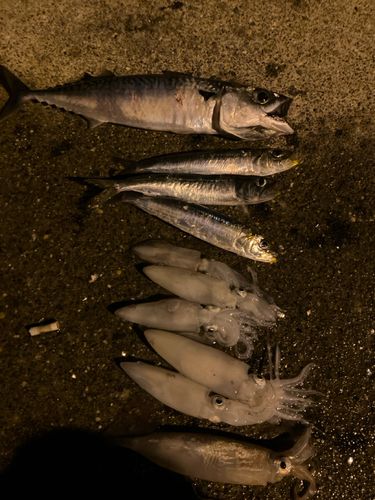 釣果