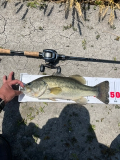 ブラックバスの釣果