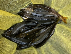 アユの釣果