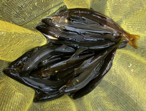 アユの釣果
