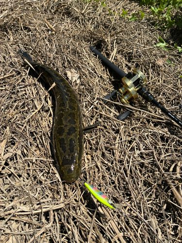 静岡県東部で釣れたライギョの釣り・釣果情報 - アングラーズ | 釣果
