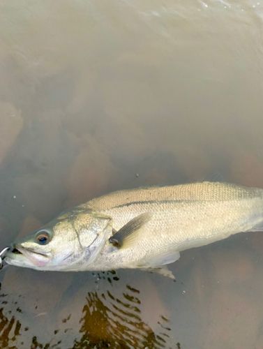 フッコ（マルスズキ）の釣果