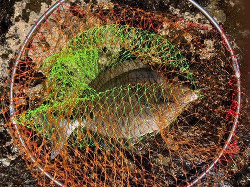 ニザダイの釣果