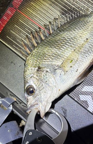 キビレの釣果