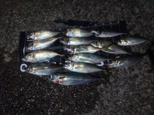 アジの釣果
