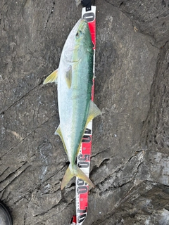 ワラサの釣果