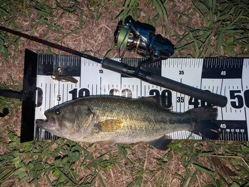 ラージマウスバスの釣果・釣り情報まとめ【2026年最新