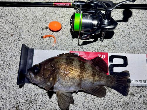 メバルの釣果