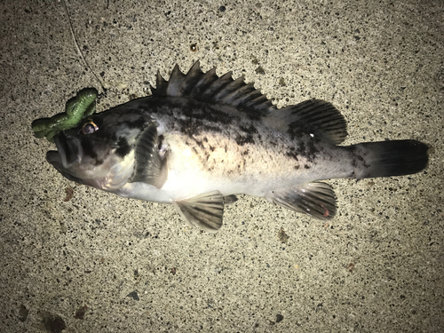 クロソイの釣果