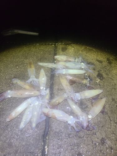 マメイカの釣果