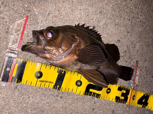 メバルの釣果