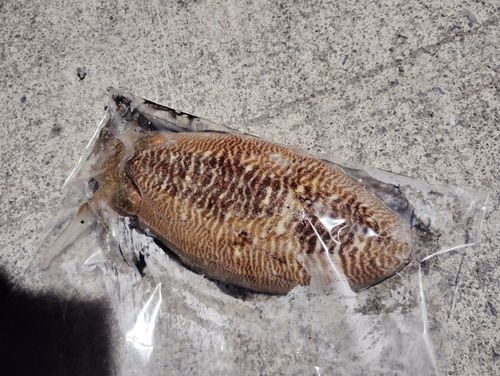 コウイカの釣果