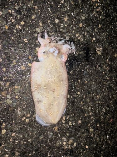 コウイカの釣果