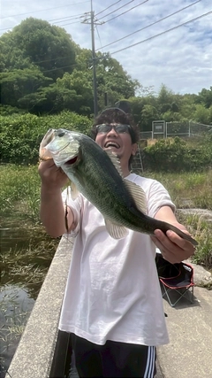 ブラックバスの釣果