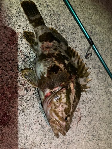 タケノコメバルの釣果